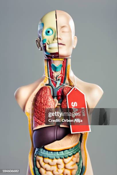 anatomy model - model organism stock pictures, royalty-free photos & images