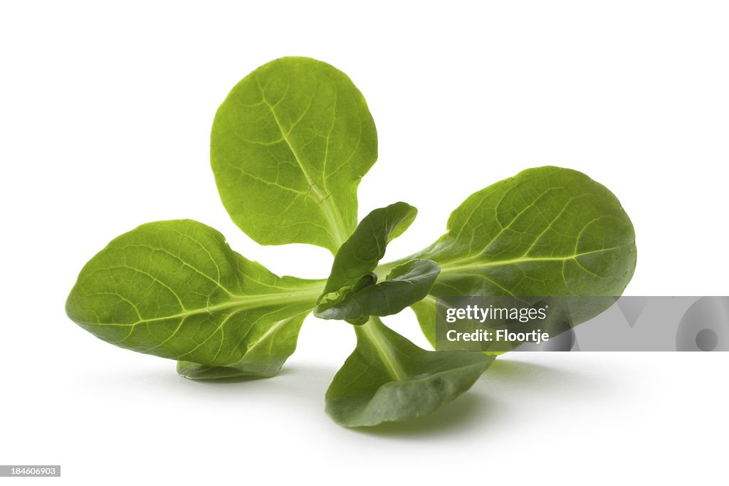 Vegetables: Corn Salad Isolated on White Background