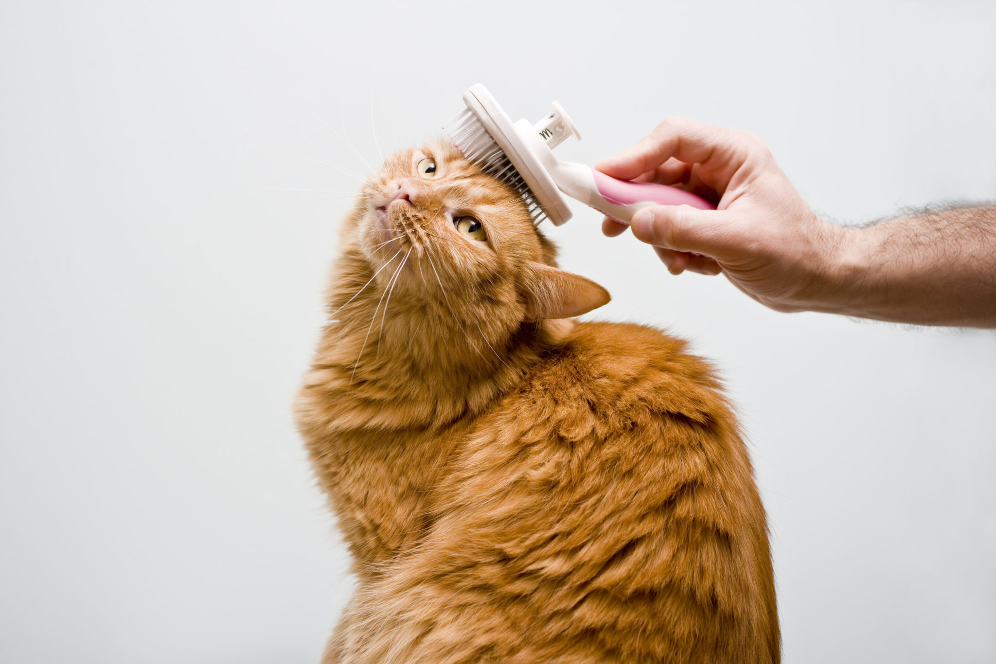 cat grooming