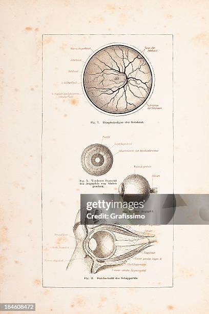 engraving of human eye from 1878 - retina stock illustrations