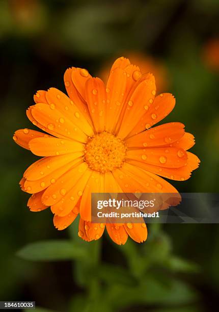 studentenblume - calendula stock-fotos und bilder