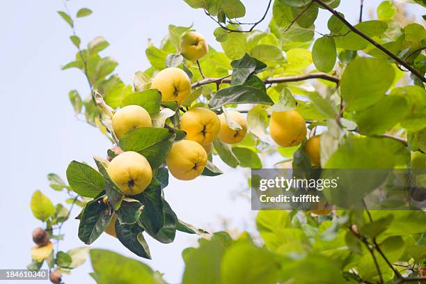 ripe quinces on the tree - quince stock pictures, royalty-free photos & images