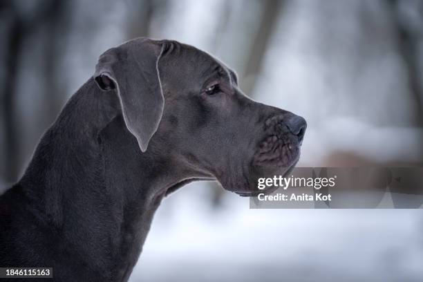 portrait of a great dane dog - anita stock pictures, royalty-free photos & images