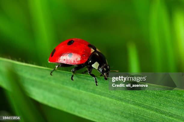 Ladybug Without Spots Photos and Premium High Res Pictures - Getty Images