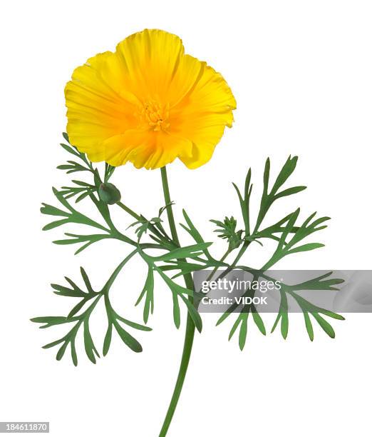 eschscholzia. - fiore di campo foto e immagini stock