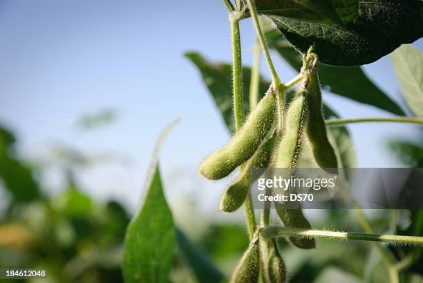 soybean pods and leaves - bean stock pictures, royalty-free photos & images