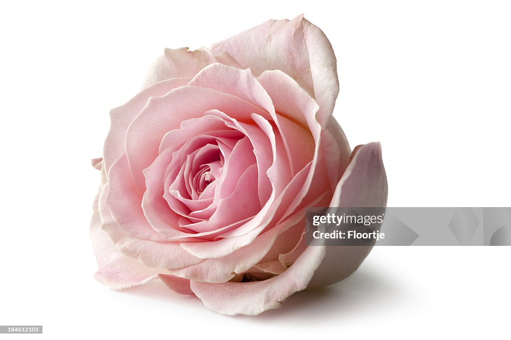 Flowers: Rose Isolated on White Background