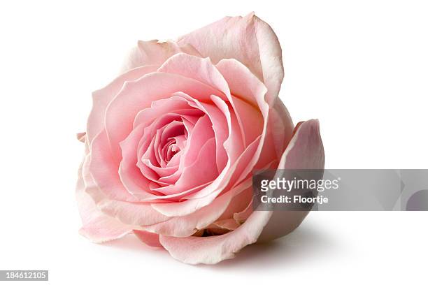 flowers: rose isolated on white background - pink colour stock pictures, royalty-free photos & images