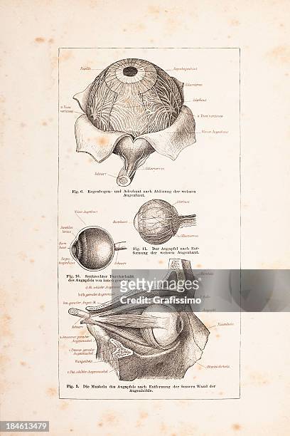 illustrations, cliparts, dessins animés et icônes de gravure de œil humain de 1878 - nerf optique