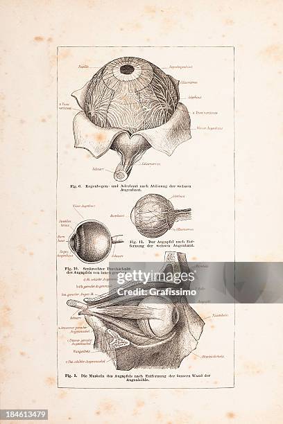 illustrazioni stock, clip art, cartoni animati e icone di tendenza di incisione di occhio umano da 1878 - nervo ottico