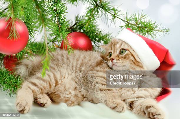 gatto santa - cat with red hat foto e immagini stock