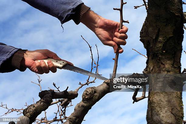 tree pruning - tree removal stock pictures, royalty-free photos & images