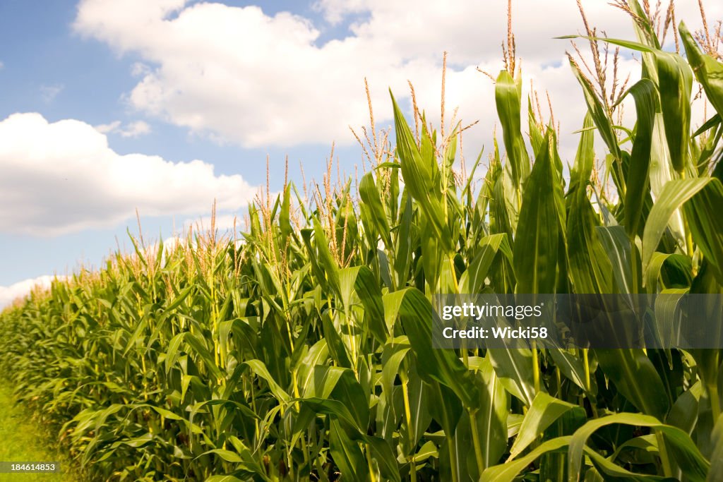 Corn Field Against Blue Cloudy Sky