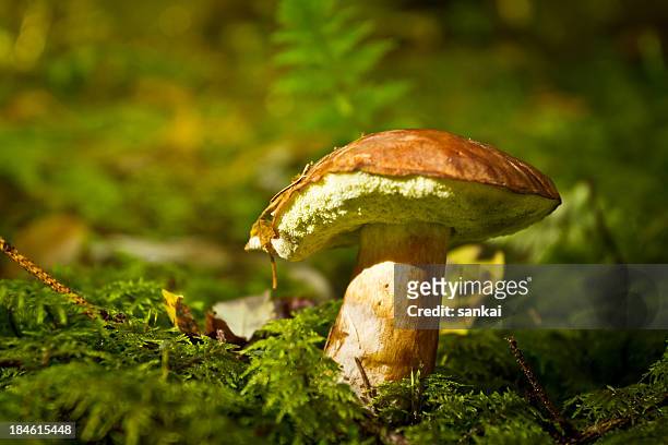 close-up shot of boletus edulis - porcini mushroom stock pictures, royalty-free photos & images