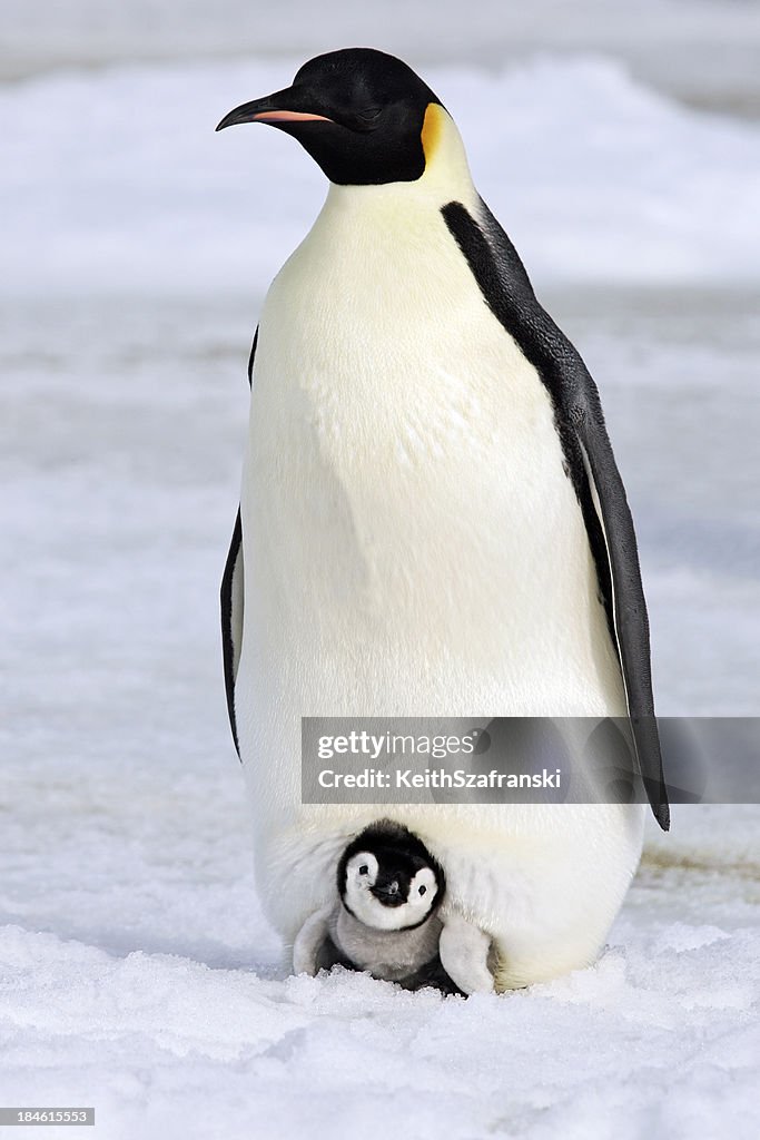 Cálido y acogedor pingüino emperador