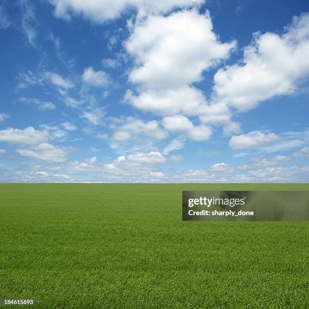 xxl green grass field - field blue sky fotografías e imágenes de stock