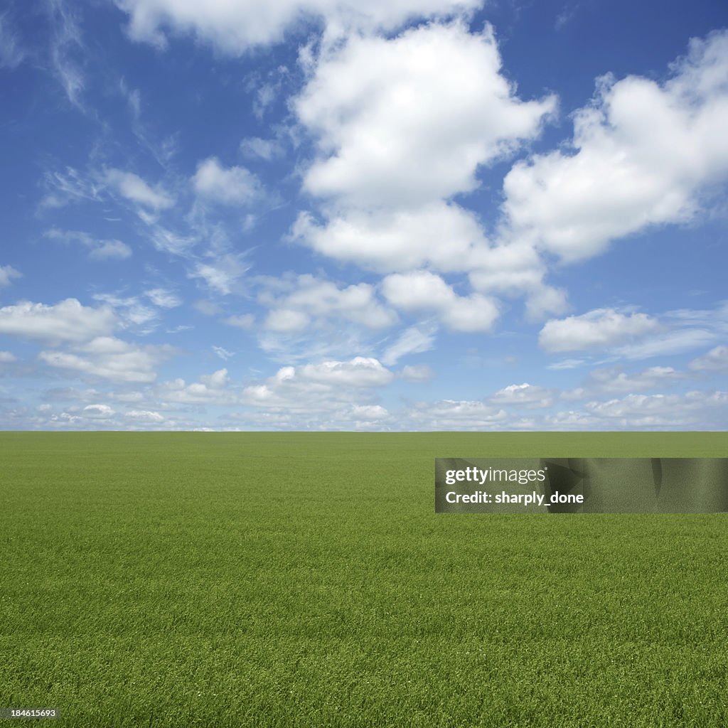 XXL green grass field