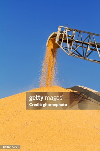 Corn being stored in large piles at grain elevator Corn being stored in large piles at grain elevator
