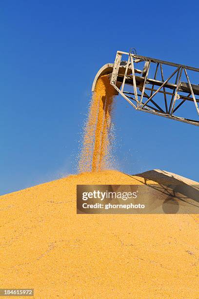 corn being stored in large piles at grain elevator - granary stock pictures, royalty-free photos & images