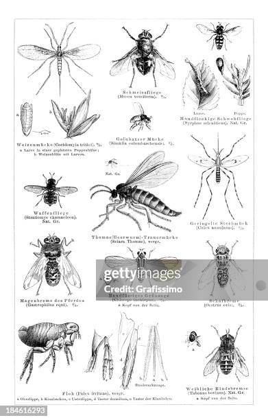stockillustraties, clipart, cartoons en iconen met engraving of dipteras flea,horsefly,mosquito from 1878 - vlo
