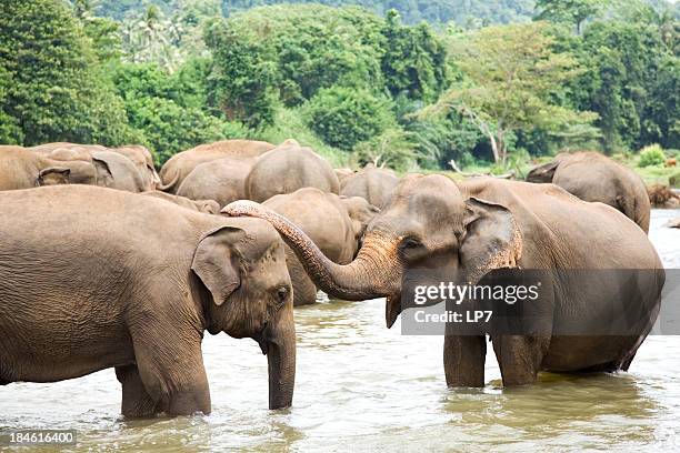 elephants in river - sri lanka elephant stock pictures, royalty-free photos & images