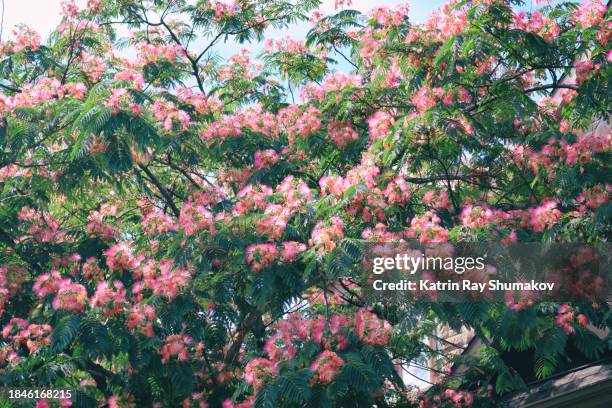 exotic silk acacia blooms - albizia stock pictures, royalty-free photos & images