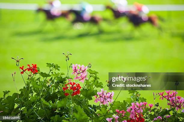 day at the races - horse races stock pictures, royalty-free photos & images