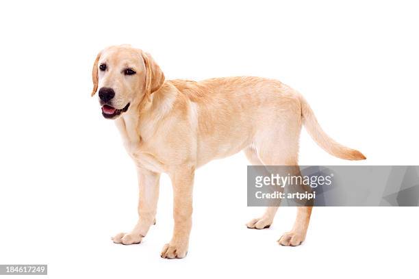 a cute golden retriever dog on a white background - labrador retriever stock pictures, royalty-free photos & images
