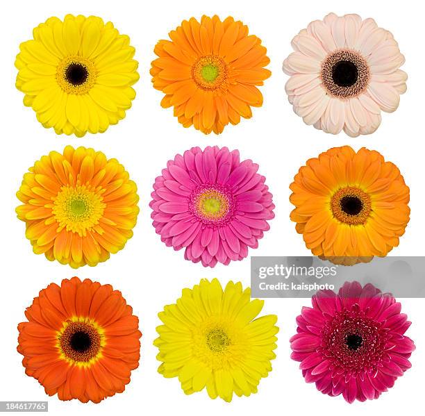 selección de gerberas aislado - flor fotografías e imágenes de stock