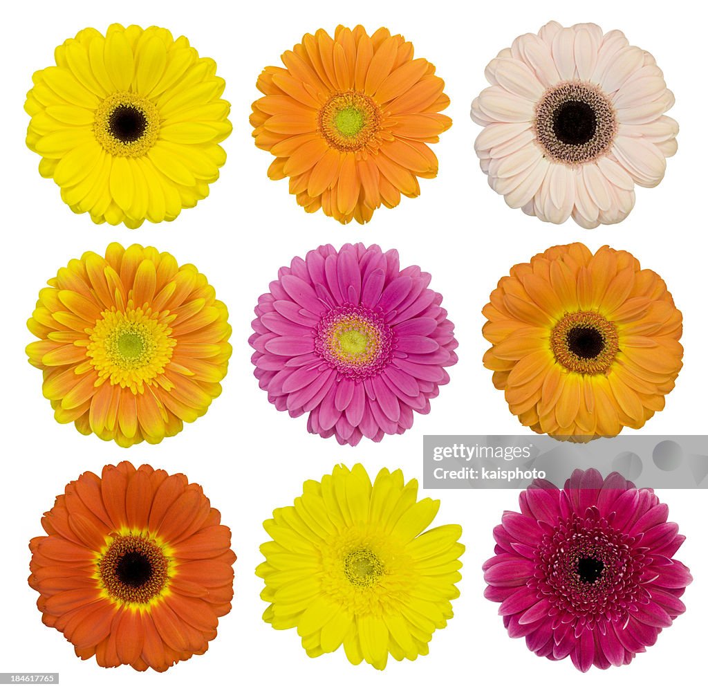 Selection of isolated Gerberas