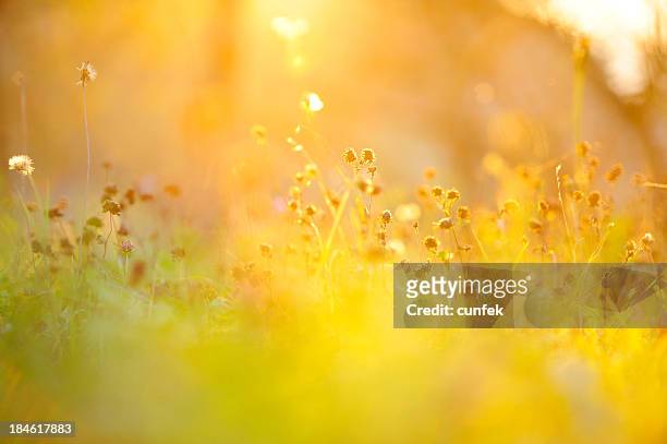 ゴールドの芝生 - 秋　景色 ストックフォトと画像