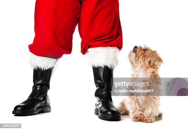 santa's pet - feet christmas stock-fotos und bilder