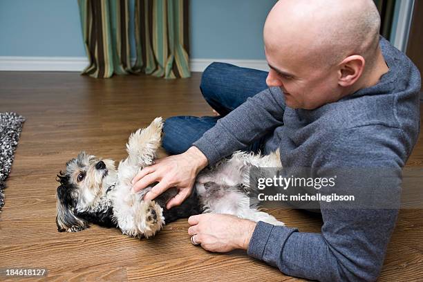 man's best friend - belly rub stockfoto's en -beelden