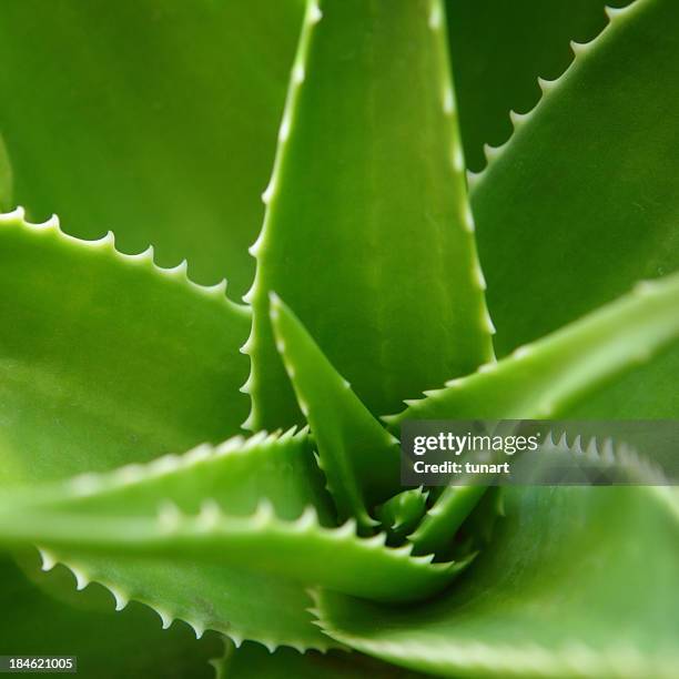 cactus - aloe plant stockfoto's en -beelden