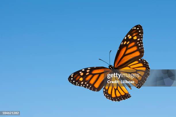 monarch - blue butterfly stock pictures, royalty-free photos & images