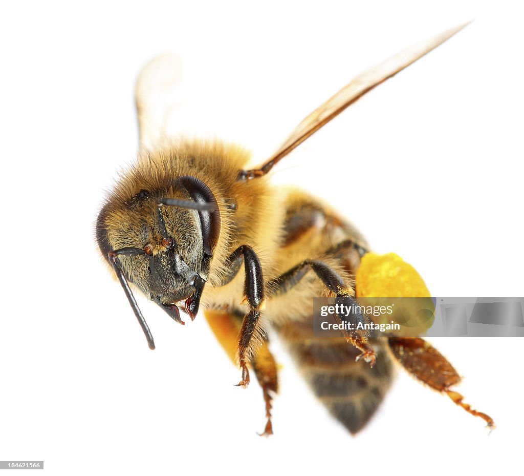 Bee