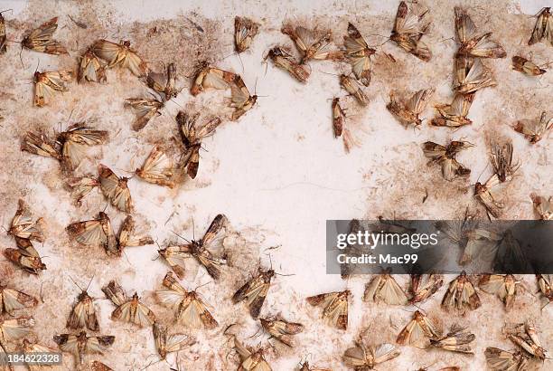 detail of moth trap - large group of animals stock pictures, royalty-free photos & images