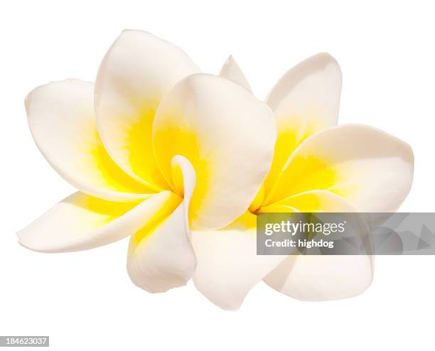 two frangipani flowers - hawaiian culture stock pictures, royalty-free photos & images