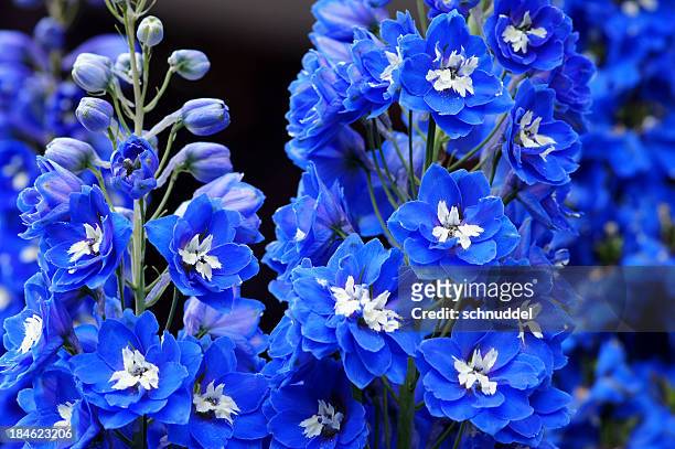 blue delphinium flowers - riddarsporresläktet bildbanksfoton och bilder