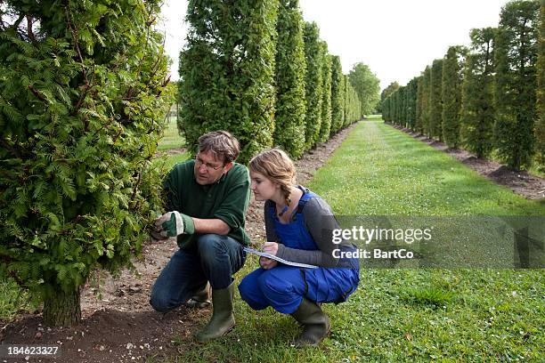 auszubildender in gartenanlage - baumdoktor stock-fotos und bilder