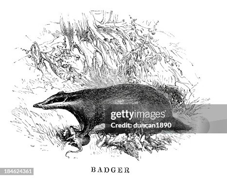 Badger Badger