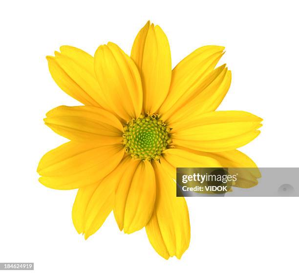 crisântemo - yellow flower imagens e fotografias de stock