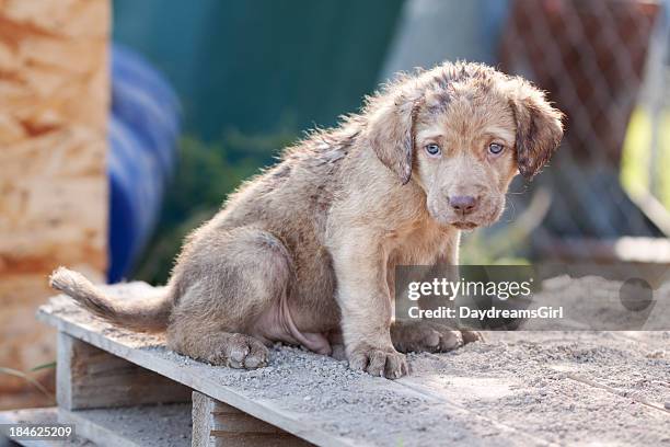 Chesapeake Bay Retriever Puppy High Res Stock Photo Getty Images
