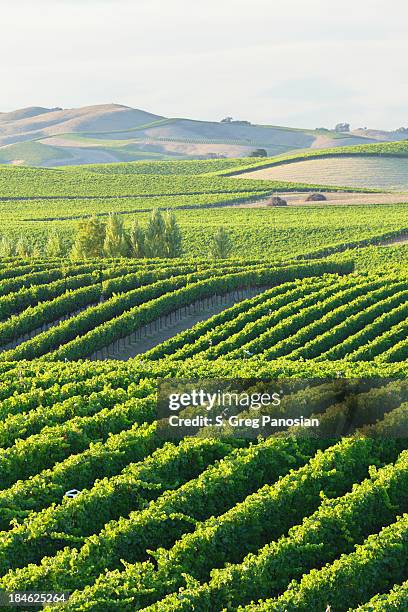 paisagem do vinhedo - napa valley - fotografias e filmes do acervo