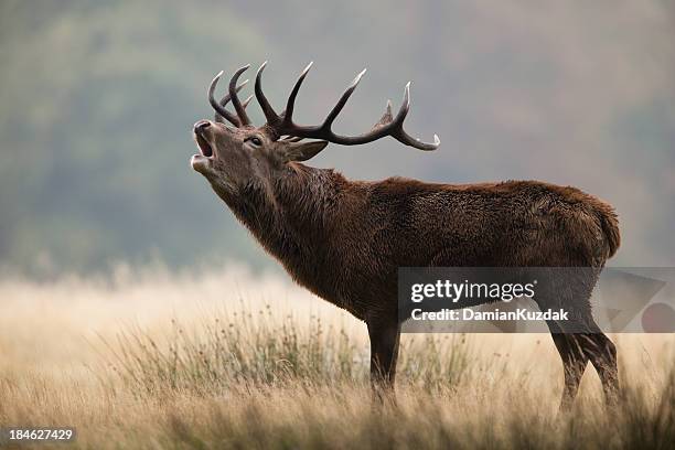 red deer - elk stock pictures, royalty-free photos & images