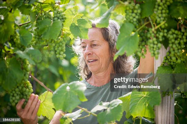 fruit on the vine - examining wine stock pictures, royalty-free photos & images