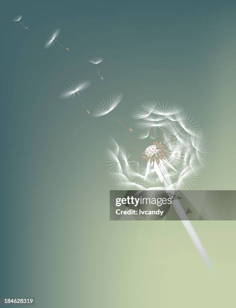 dandelion - flower close up stock illustrations