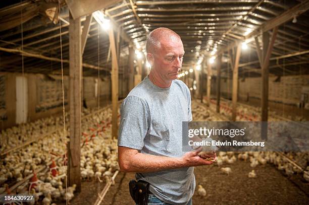 chicken farm - derechos de los animales fotografías e imágenes de stock