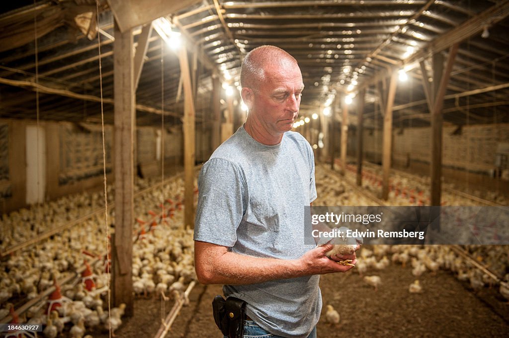 Chicken farm