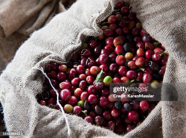 kaffee - coffee bag stock-fotos und bilder